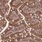 Symplekin antibody, NBP1-92464, Novus Biologicals, Immunohistochemistry frozen image 