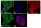 Transferrin Receptor antibody, 13-6890, Invitrogen Antibodies, Immunofluorescence image 