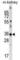 Cyclin Dependent Kinase Like 4 antibody, abx028580, Abbexa, Western Blot image 