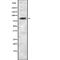 Histone H3 Associated Protein Kinase antibody, abx215739, Abbexa, Western Blot image 