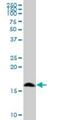 DNA-directed RNA polymerases I and III subunit RPAC2 antibody, H00051082-B01P, Novus Biologicals, Western Blot image 