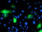 NCL4 antibody, TA503774, Origene, Immunofluorescence image 