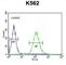 Testis Expressed 9 antibody, abx025800, Abbexa, Western Blot image 