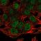 NSE4 Homolog A, SMC5-SMC6 Complex Component antibody, HPA038412, Atlas Antibodies, Immunofluorescence image 