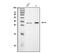 DNA Damage Inducible Transcript 3 antibody, A00311-4, Boster Biological Technology, Western Blot image 