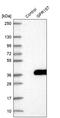 G Protein-Coupled Receptor 157 antibody, PA5-55949, Invitrogen Antibodies, Western Blot image 