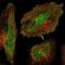 Arginine Vasopressin Induced 1 antibody, HPA037649, Atlas Antibodies, Immunofluorescence image 