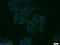 T-Box 5 antibody, 13178-1-AP, Proteintech Group, Immunofluorescence image 