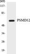 Proteasome 26S Subunit, Non-ATPase 12 antibody, LS-C200541, Lifespan Biosciences, Western Blot image 