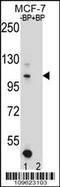 Nbak2 antibody, 56-445, ProSci, Western Blot image 