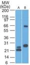 Mitochondrial Antiviral Signaling Protein antibody, NBP2-22378, Novus Biologicals, Western Blot image 