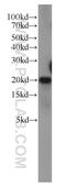 POP7 Homolog, Ribonuclease P/MRP Subunit antibody, 14964-1-AP, Proteintech Group, Western Blot image 