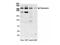 Senataxin antibody, NB100-57542, Novus Biologicals, Western Blot image 