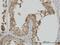 Heat Shock Protein Family A (Hsp70) Member 1 Like antibody, H00003305-M02, Novus Biologicals, Immunohistochemistry frozen image 