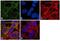 Tubulin antibody, MA1-19164, Invitrogen Antibodies, Immunofluorescence image 