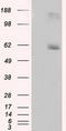 Lipase G, Endothelial Type antibody, LS-C115050, Lifespan Biosciences, Western Blot image 