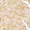 Actinin Alpha 1 antibody, 14-062, ProSci, Immunohistochemistry frozen image 