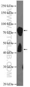 Doublecortin Like Kinase 1 antibody, 21699-1-AP, Proteintech Group, Western Blot image 