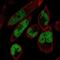 Mastermind Like Domain Containing 1 antibody, NBP1-84530, Novus Biologicals, Immunofluorescence image 