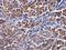 Calpastatin antibody, NBP2-15678, Novus Biologicals, Immunohistochemistry paraffin image 