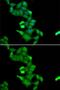 Basic Leucine Zipper Nuclear Factor 1 antibody, GTX55539, GeneTex, Immunofluorescence image 