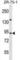 TRAF3 Interacting Protein 1 antibody, abx029829, Abbexa, Western Blot image 