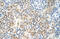 Replication Factor C Subunit 5 antibody, 30-171, ProSci, Immunohistochemistry paraffin image 