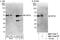 Zinc Finger Protein 24 antibody, NBP1-71848, Novus Biologicals, Western Blot image 