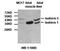 Ankyrin Repeat And BTB Domain Containing 1 antibody, orb77621, Biorbyt, Western Blot image 