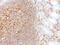 Lipopolysaccharide Binding Protein antibody, NBP1-32407, Novus Biologicals, Immunohistochemistry paraffin image 