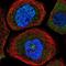Centrosomal Protein 350 antibody, NBP1-86637, Novus Biologicals, Immunofluorescence image 