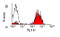MHC class II-associated invariant chain antibody, SM421F, Origene, Flow Cytometry image 