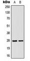Mitochondrial Ribosomal Protein L16 antibody, orb224105, Biorbyt, Western Blot image 