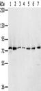 Calpain 7 antibody, CSB-PA128390, Cusabio, Western Blot image 