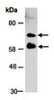 CCR4-NOT Transcription Complex Subunit 2 antibody, orb67169, Biorbyt, Western Blot image 