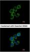 Growth Arrest Specific 2 Like 1 antibody, NBP1-32310, Novus Biologicals, Immunofluorescence image 