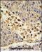 Collectin Subfamily Member 11 antibody, PA5-72477, Invitrogen Antibodies, Immunohistochemistry paraffin image 