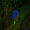 Fibulin 2 antibody, PA5-51665, Invitrogen Antibodies, Immunofluorescence image 