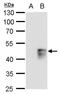 MAF BZIP Transcription Factor B antibody, PA5-78304, Invitrogen Antibodies, Western Blot image 