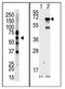 Epsin 2 antibody, AP12106PU-N, Origene, Western Blot image 