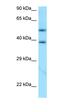 Cyclin E2 antibody, orb331563, Biorbyt, Western Blot image 