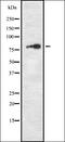 TPX2 Microtubule Nucleation Factor antibody, orb337446, Biorbyt, Western Blot image 