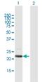 Angiopoietin Like 8 antibody, H00055908-B01P, Novus Biologicals, Western Blot image 