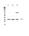 Alpha-1-Microglobulin/Bikunin Precursor antibody, A02419-1, Boster Biological Technology, Western Blot image 