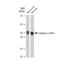 Cathepsin L antibody, GTX02849, GeneTex, Western Blot image 