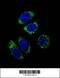 Endothelin-1 antibody, 56-152, ProSci, Immunofluorescence image 