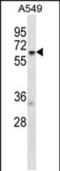 T-Complex 11 Like 2 antibody, PA5-48545, Invitrogen Antibodies, Western Blot image 