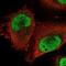 POC5 Centriolar Protein antibody, NBP2-76534, Novus Biologicals, Immunocytochemistry image 
