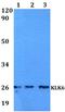 Kallikrein Related Peptidase 6 antibody, GTX66779, GeneTex, Western Blot image 