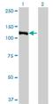 E4F Transcription Factor 1 antibody, H00001877-M03, Novus Biologicals, Western Blot image 